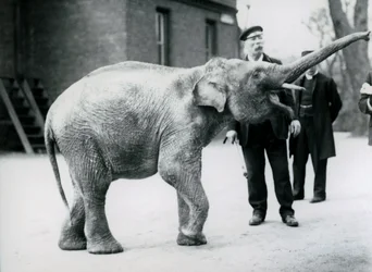 Un bébé éléphant d